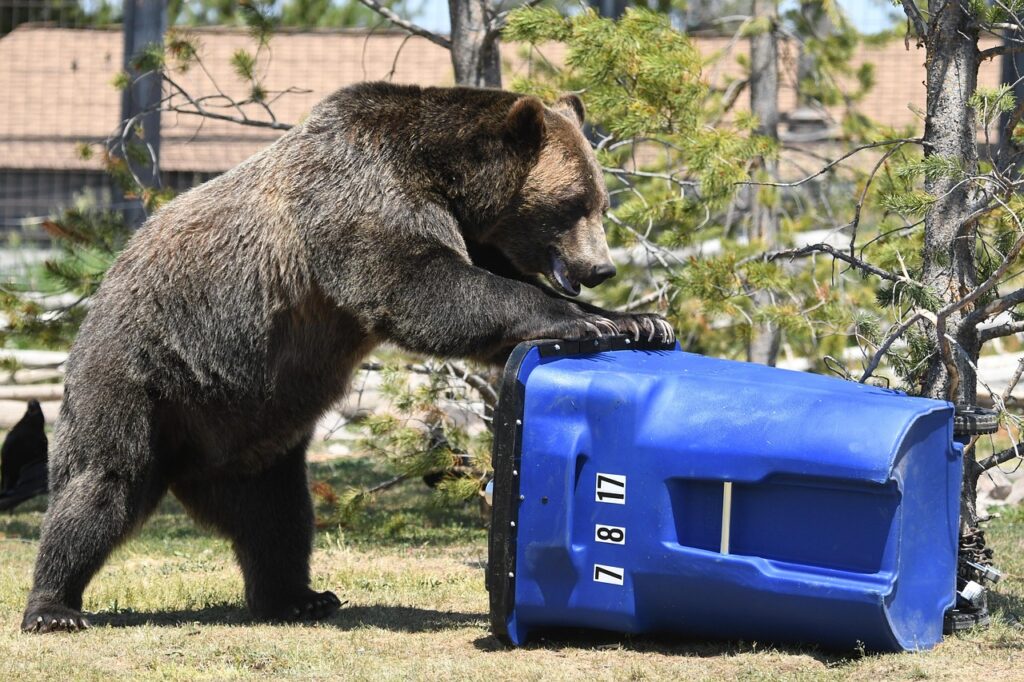 bear, trash, grizzly, trash, trash, trash, trash, trash, grizzly